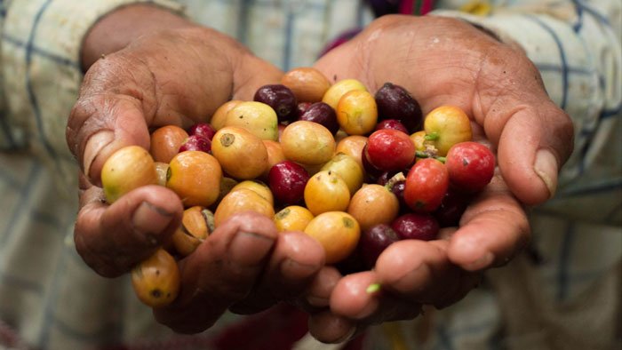 manos sosteniendo granos de café maduros