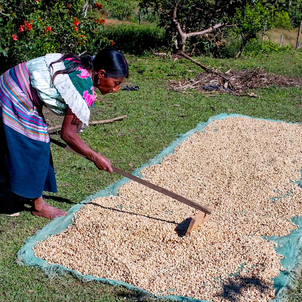 Mujer mexicana trabajando para cultivar café y prepararlo para el tueste