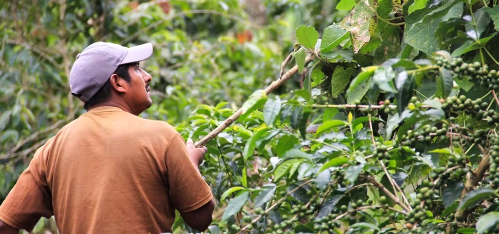 Agricultor recolectando café directamente del árbol en México